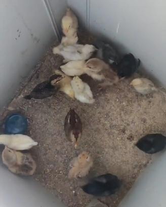 Pulcini razze ornamentali