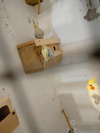 Cocorite e calopsite