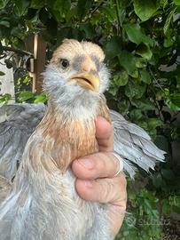 Araucana Marans