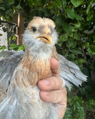 Araucana Marans