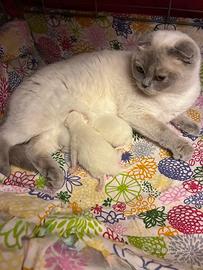 Scottish Fold e Straight