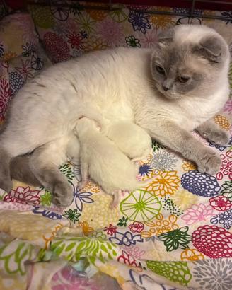 Scottish Fold e Straight