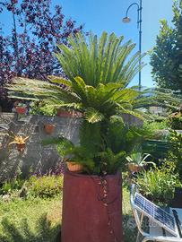 Cycas Revoluta