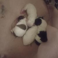 Cuccioli maltese di due mesi