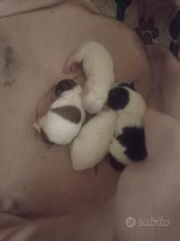 Cuccioli maltese di due mesi