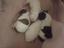 Immagine 1