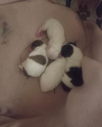Cuccioli maltese di due mesi