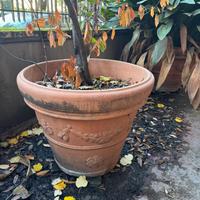 Vasi Grandi in Terracotta🪴