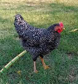 Gallo