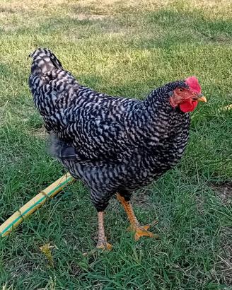 Gallo