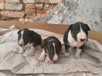 bull terrier standard 