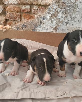 bull terrier standard 