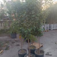 piante di limone 🍋