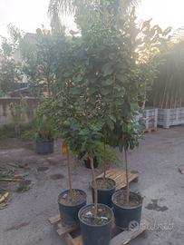 piante di limone 🍋