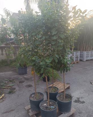 piante di limone 🍋