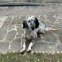 Setter inglese