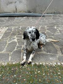 Setter inglese