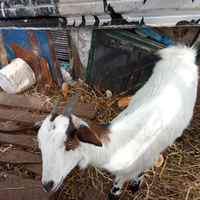 AnimalI