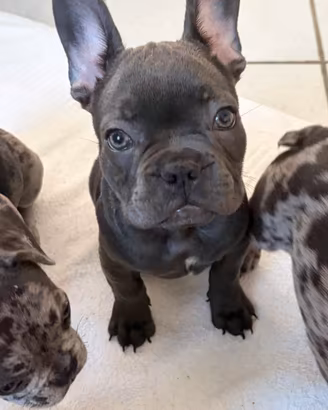 Bulldog Francese cuccioli