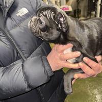 Cucciola di bulldog francese bull dog francese