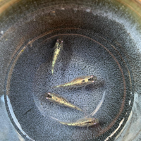 Coppia Medaka - Miyuki blu super lamé