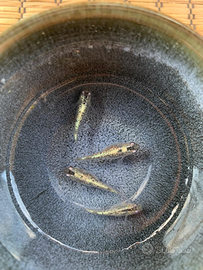 Coppia Medaka - Miyuki blu super lamé