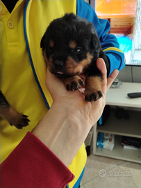 Cuccioli Rottweiler con pedigree