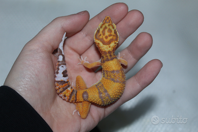 Geco leopardino