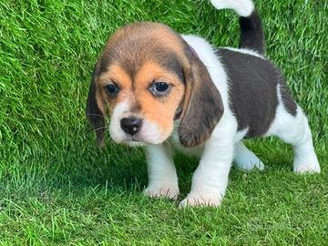 Beagle