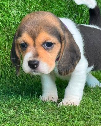 Beagle