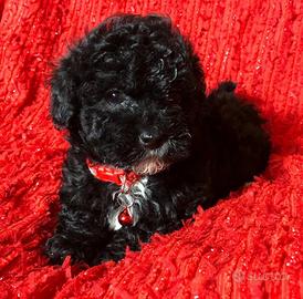 Cuccioli di barboncino Toy da borsetta