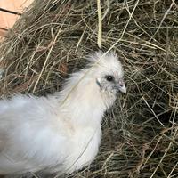 Galline moroseta