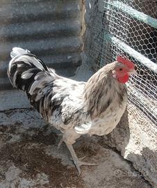 Gallo Australorp