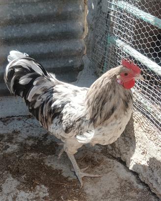 Gallo Australorp