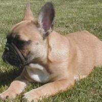 Disponibile bull dog