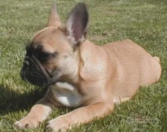 Disponibile bull dog