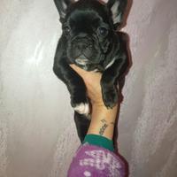 Cuccioli bulldog francese
