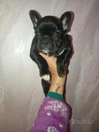 Cuccioli bulldog francese