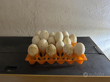 Uova feconde Oca di Tolosa grigia