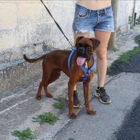 Tissen un meraviglioso cane da adottare