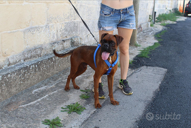 Tissen un meraviglioso cane da adottare