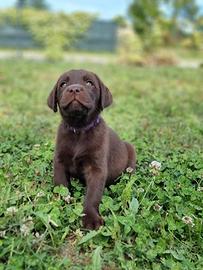 Labrador retriever
