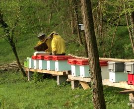 Terreno agricolo con casetta in ristrutturazione