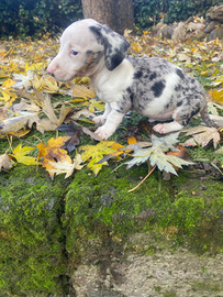 Bassotti cuccioli