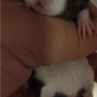 Rattini da compagnia ricci