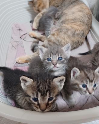 Gattini gratis