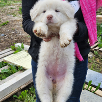 Cuccioli di pastore maremmano abruzzese