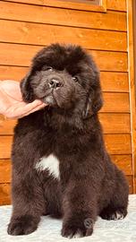 Cucciolo di Terranova Maschio
