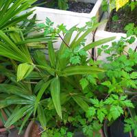 Palma TRACHYCARPUS fortunei