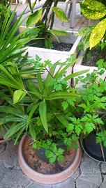 Palma TRACHYCARPUS fortunei